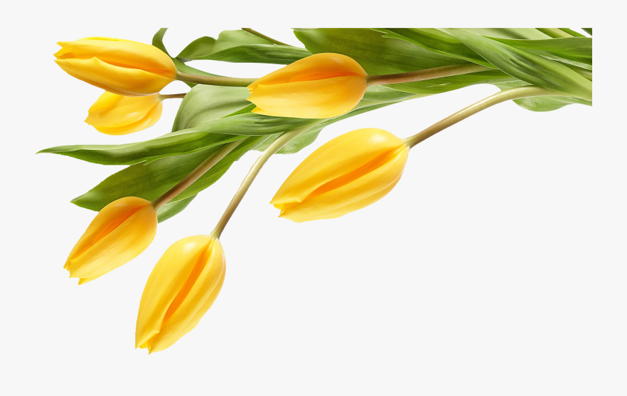 Birthday Wishes Stay Blessed, Transparent Clipart