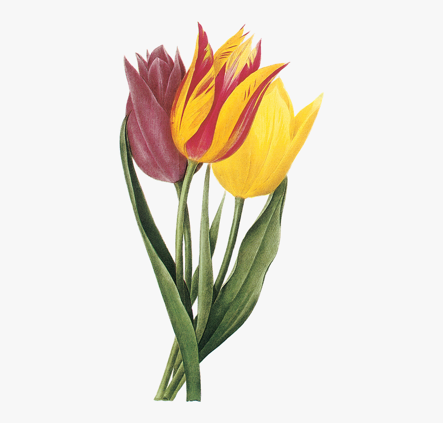 Tulips Vintage Png, Transparent Clipart