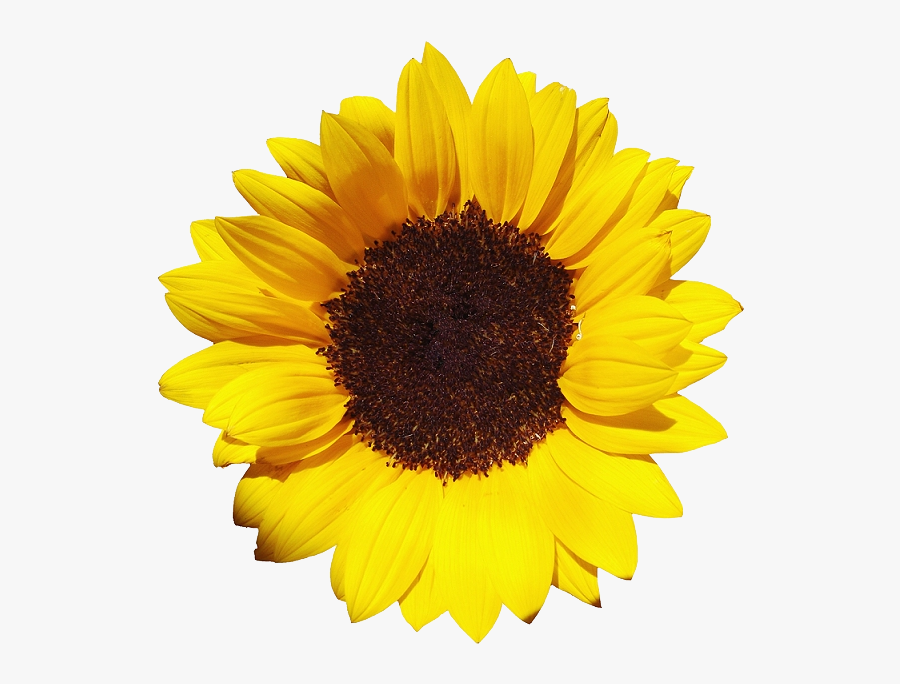 Sunflowers Free Png Image - Sunflowers Transparent, Transparent Clipart