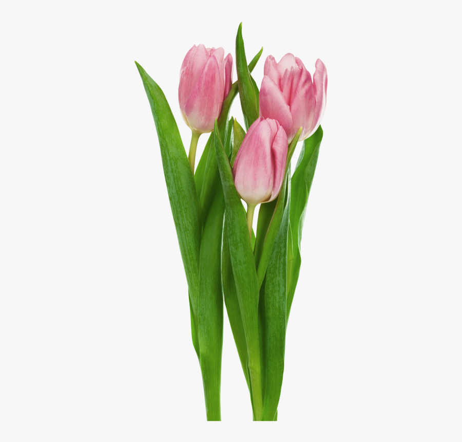 Tulip Flower No Background, Transparent Clipart