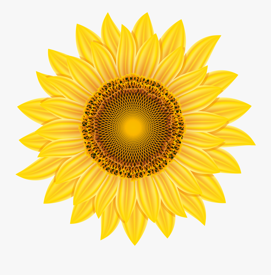Sunflower Png Clip Art - Sunflower Clipart Transparent, Transparent Clipart