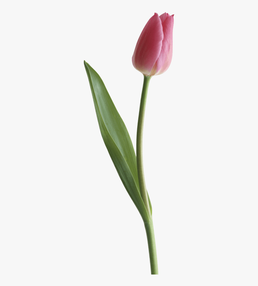 Purple Tulip Clipart - Single Flower Transparent Background, Transparent Clipart