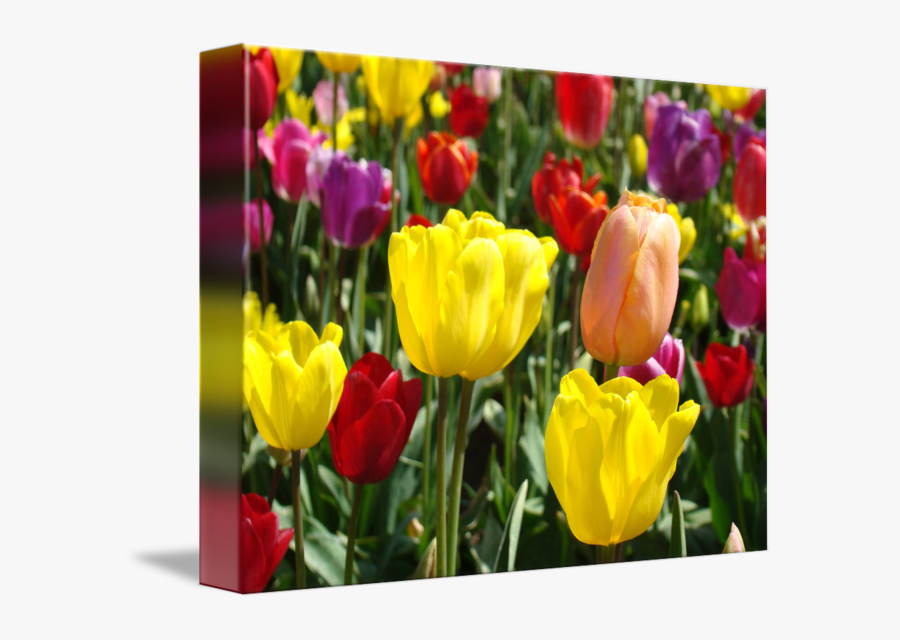 Clip Art Tulip Flowers Meadow Field - Tulip Flower Field, Transparent Clipart
