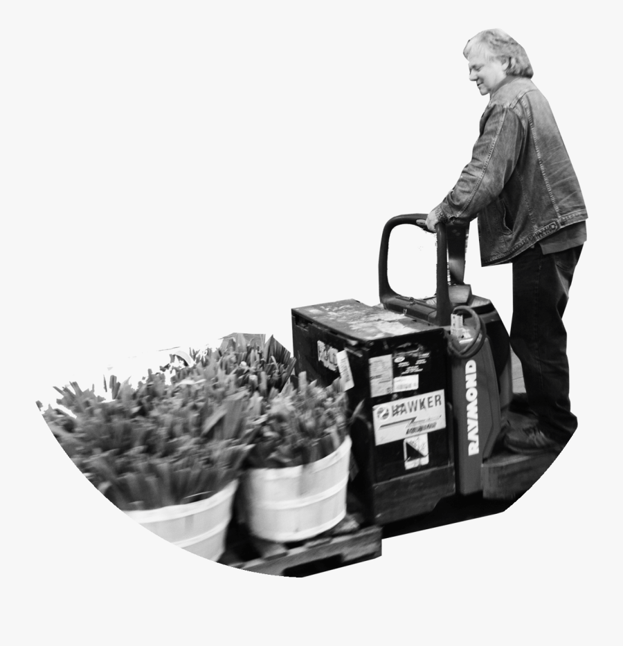 Fruit, Transparent Clipart