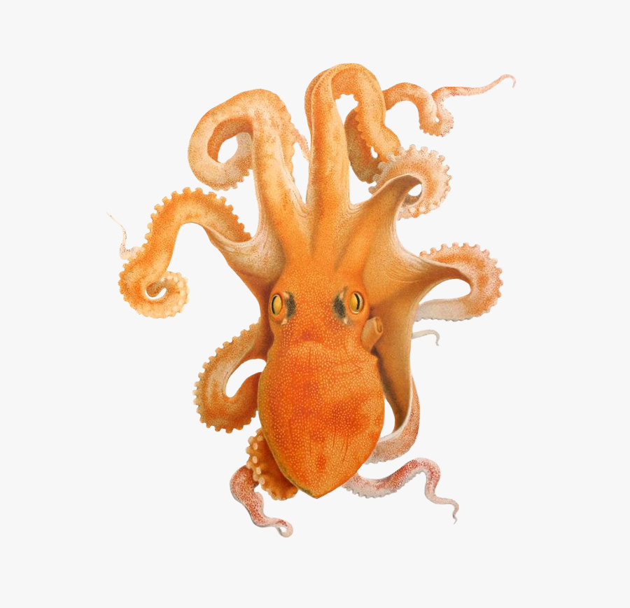 Illustration Of Octopus - Imagenes De Cefalópodos Kawaiis, Transparent Clipart