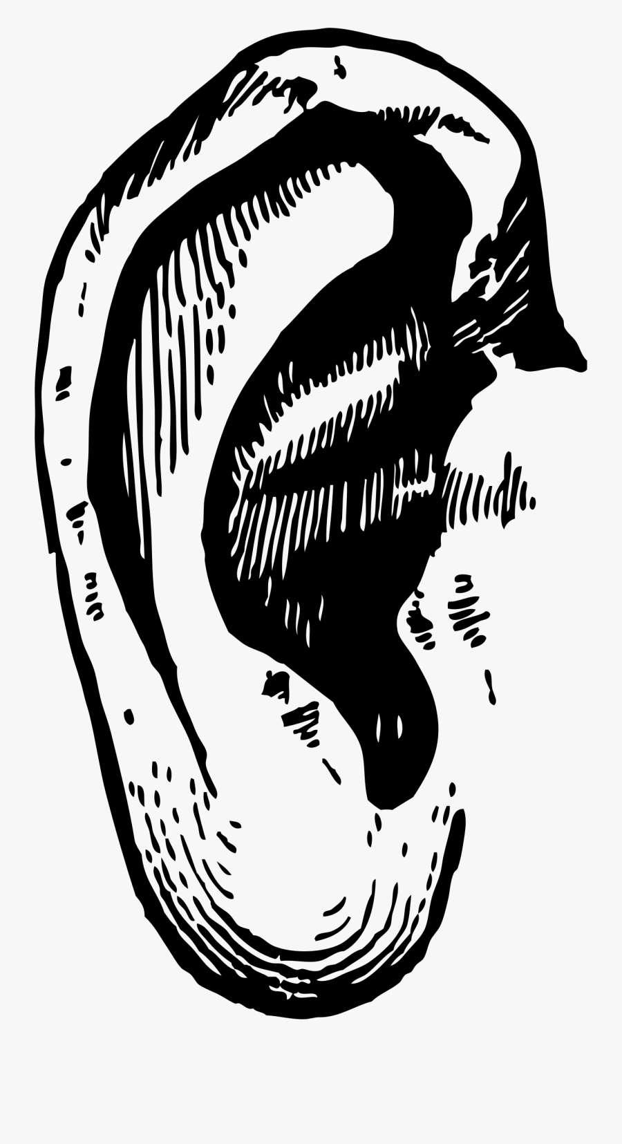 Ear Clipart - Ear Clipart Transparent, Transparent Clipart