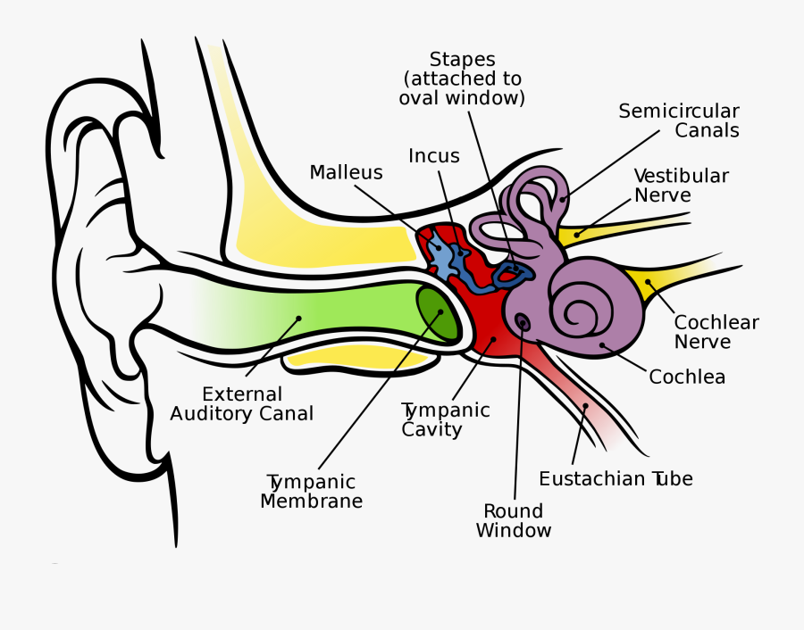 Ear Diagram Clip Art - Ears And Its Parts, Transparent Clipart