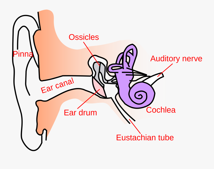 Collection Of Canal - Structure Of Human Ear Class 8 , Free Transparent