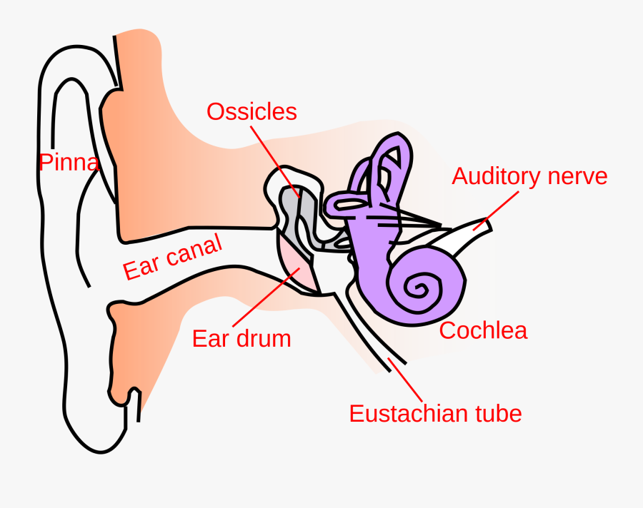 Collection Of Canal - Structure Of Human Ear Class 8, Transparent Clipart