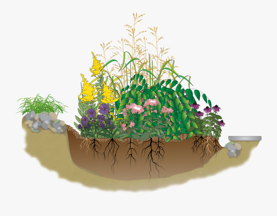 A Rain Garden Is An Attractive - Rain Garden Clipart, Transparent Clipart