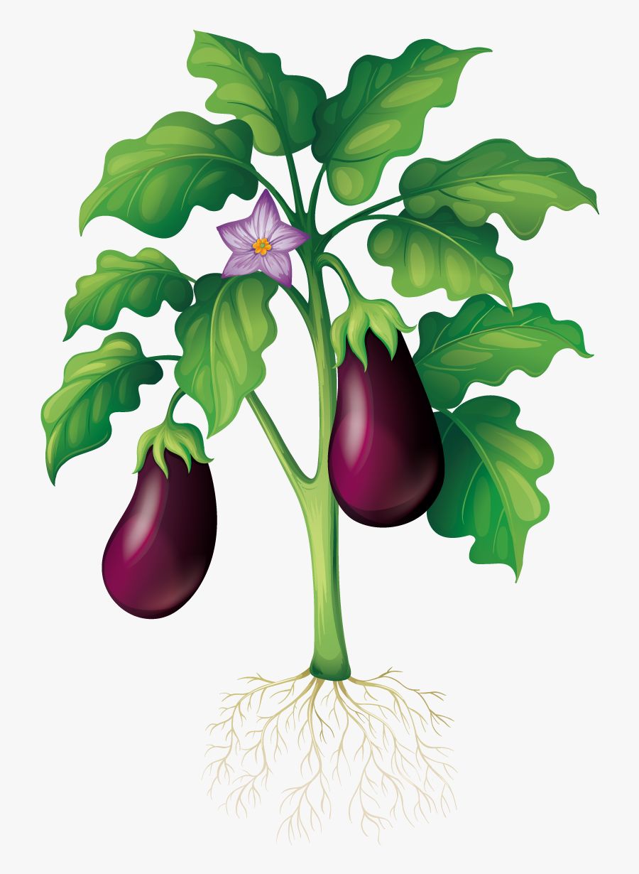 Plant Garden Clip Art - Eggplant Plant Clipart, Transparent Clipart