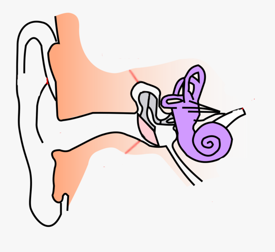 Diagram Of Ear For Class 8 Clipart , Png Download - Trompa Lui Eustachio, Transparent Clipart