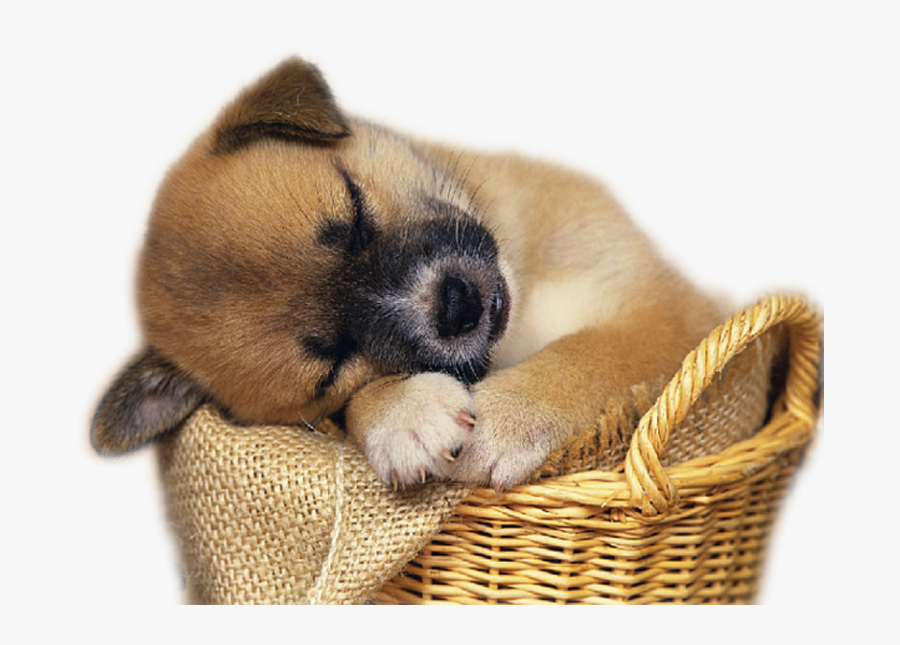 Convert To Base64 Real Puppy - Real Cute Animal Png, Transparent Clipart