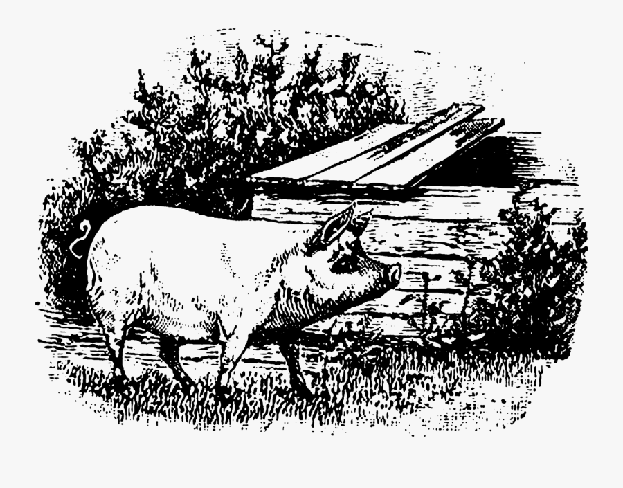 Illustration, Transparent Clipart