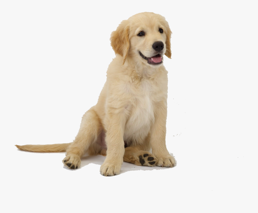 Golden Retriever Puppy Png, Transparent Clipart