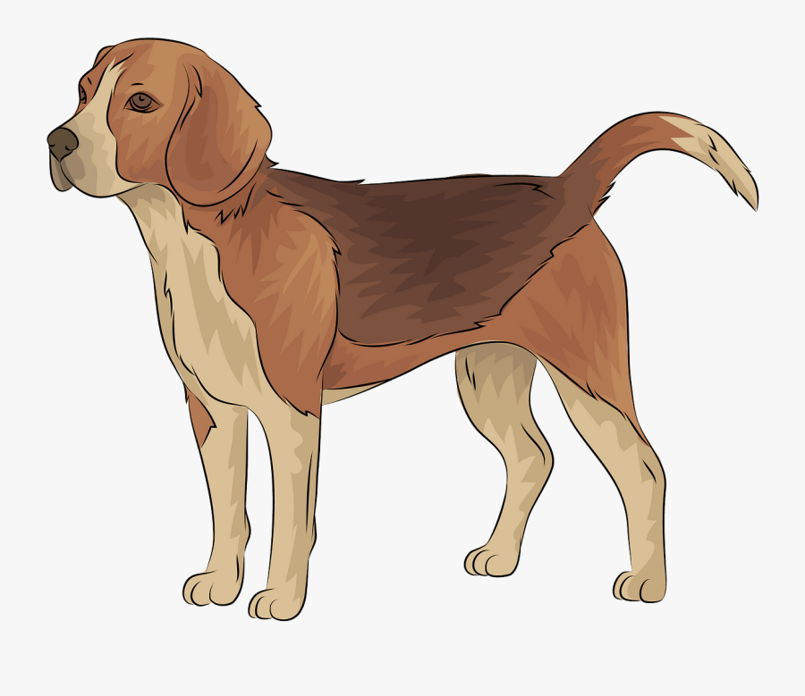 Harrier, Transparent Clipart