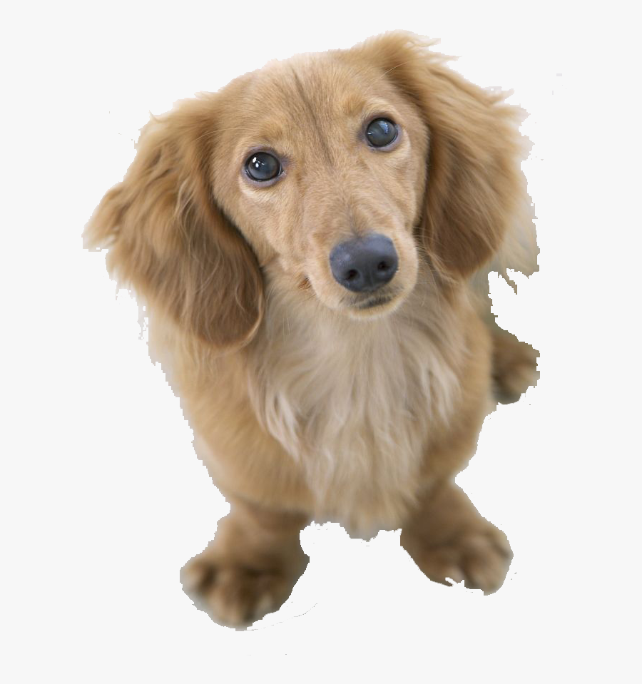 Clip Art Lovely Puppy - Dog, Transparent Clipart