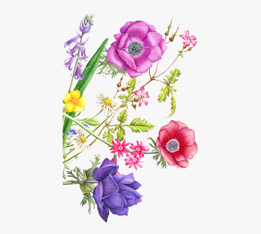 Clematis, Transparent Clipart
