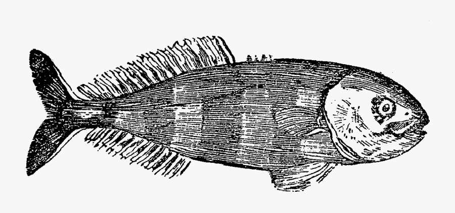 Transparent Fish Illustration Png - Sketch, Transparent Clipart