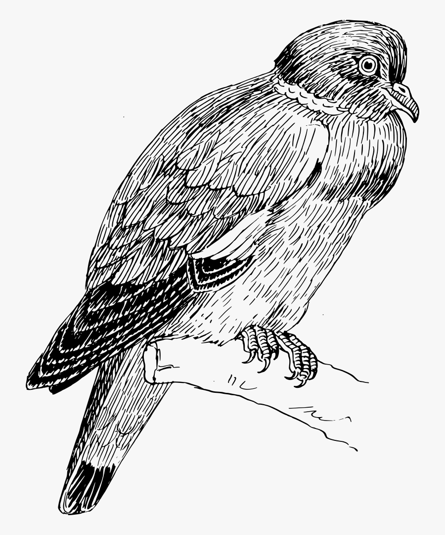 Ring Dove, Transparent Clipart