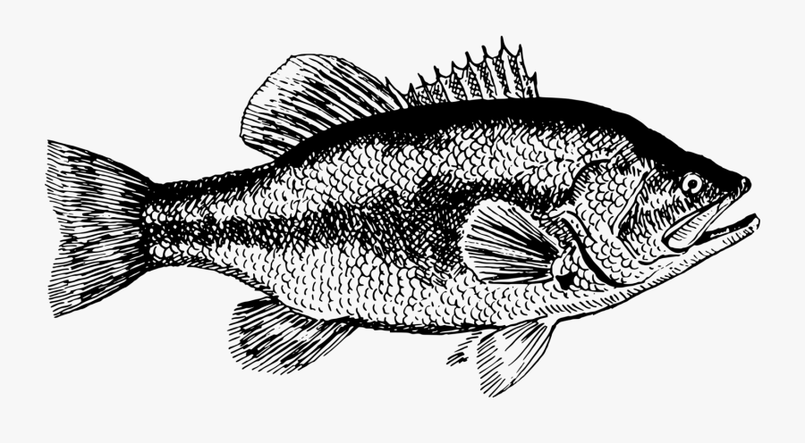 Grouper Black Sea Largemouth - Clipart Of A Largemouth Bass, Transparent Clipart
