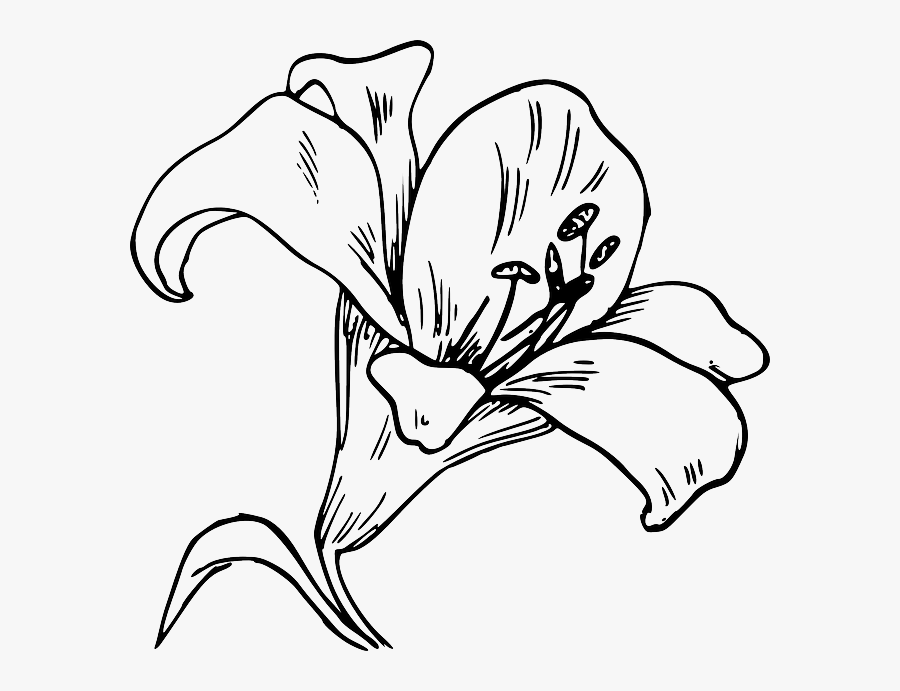 Clip Art Lily Black And White - Dibujos De La Orquídea, Transparent Clipart