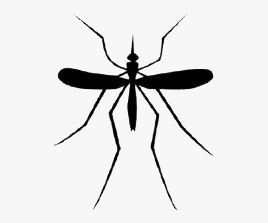 Mosquito Download Png - Transparent Background Mosquito Clipart, Transparent Clipart