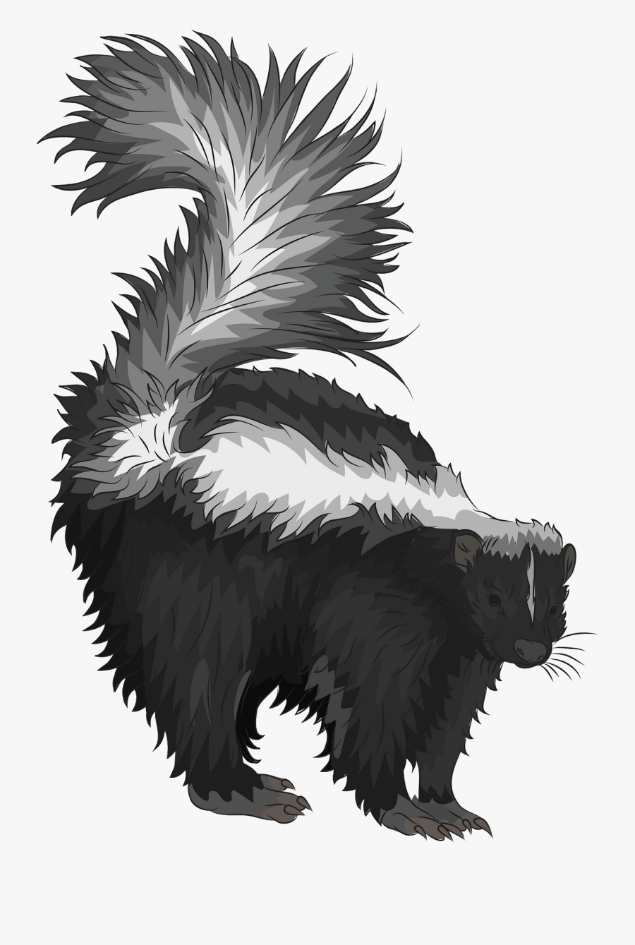 Striped Skunk, Transparent Clipart