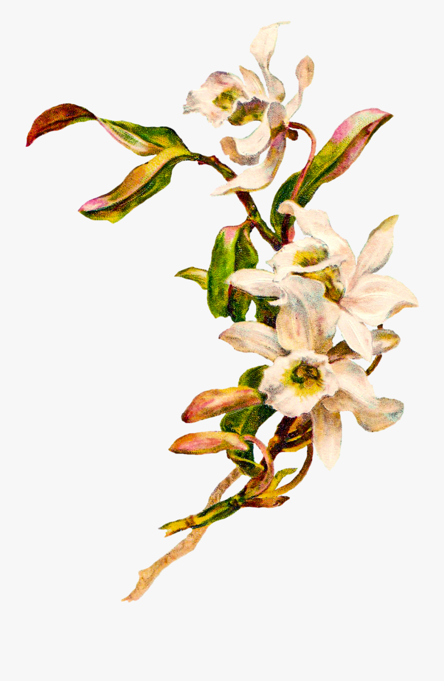 Gousicteco Orchid Clipart Border Images, Transparent Clipart