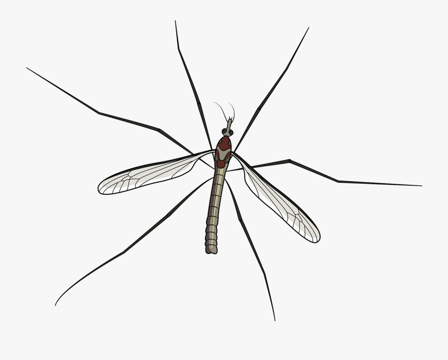 Net-winged Insects, Transparent Clipart