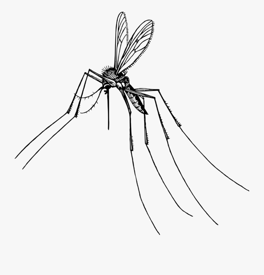 Monochrome Photography,tree,artwork - Transparent Background Mosquito Clip Art, Transparent Clipart