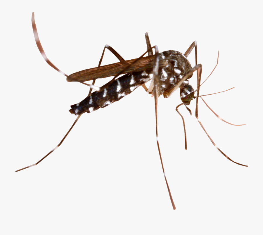 Thumb Image - Mosquito Png, Transparent Clipart