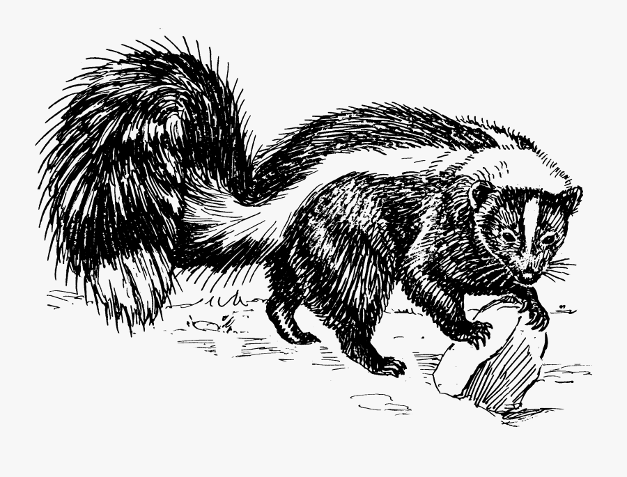 Skunk Black And White Drawings - Clipart Skunk, Transparent Clipart