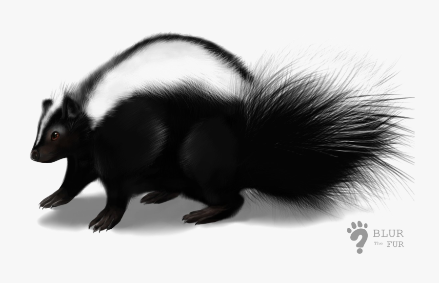 Clip Art Png Transparent Images Pictures - Skunk Transparent Background, Transparent Clipart