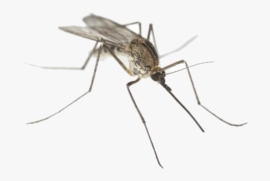 Mosquito Png Clipart - Mosquito With White Background, Transparent Clipart
