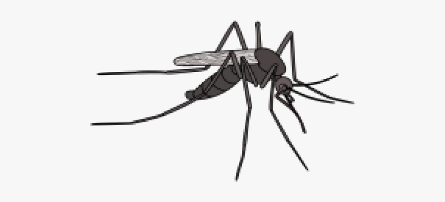 Drawing Picture Of Mosquito, Transparent Clipart