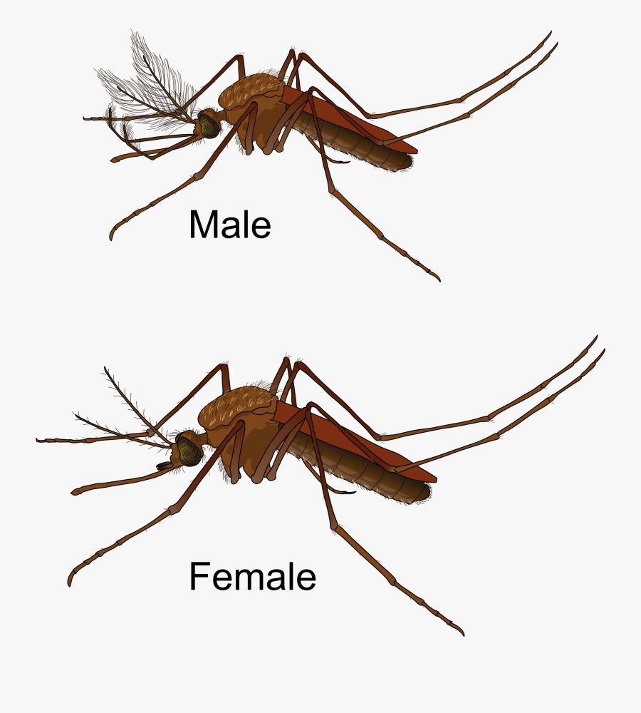 Fly,ant,invertebrate - Culex Male And Female, Transparent Clipart