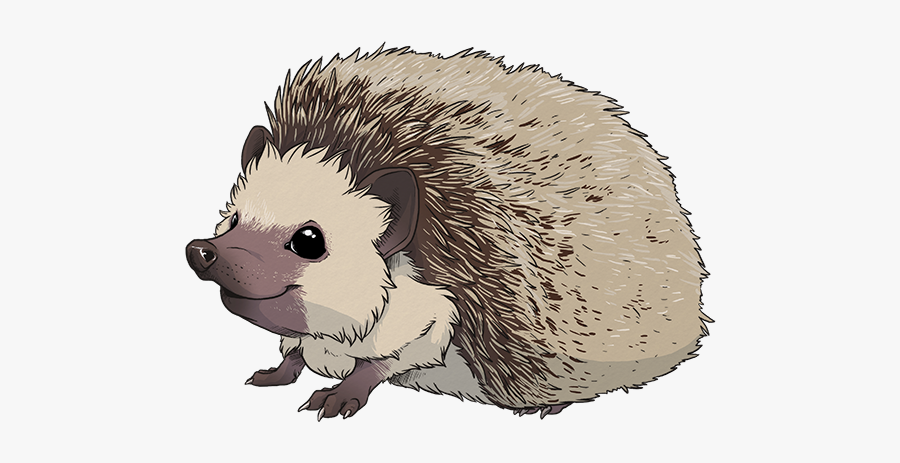 Download Hedgehog Png Transparent Images Transparent - Domesticated Hedgehog, Transparent Clipart