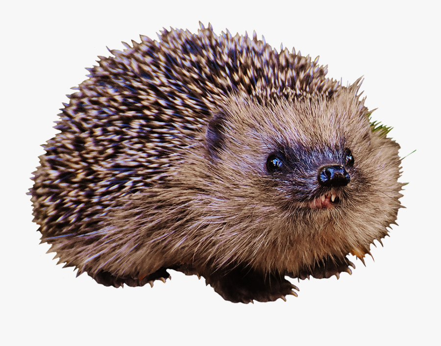 Hedgehog Child With Teeth - Brown Porcupine, Transparent Clipart