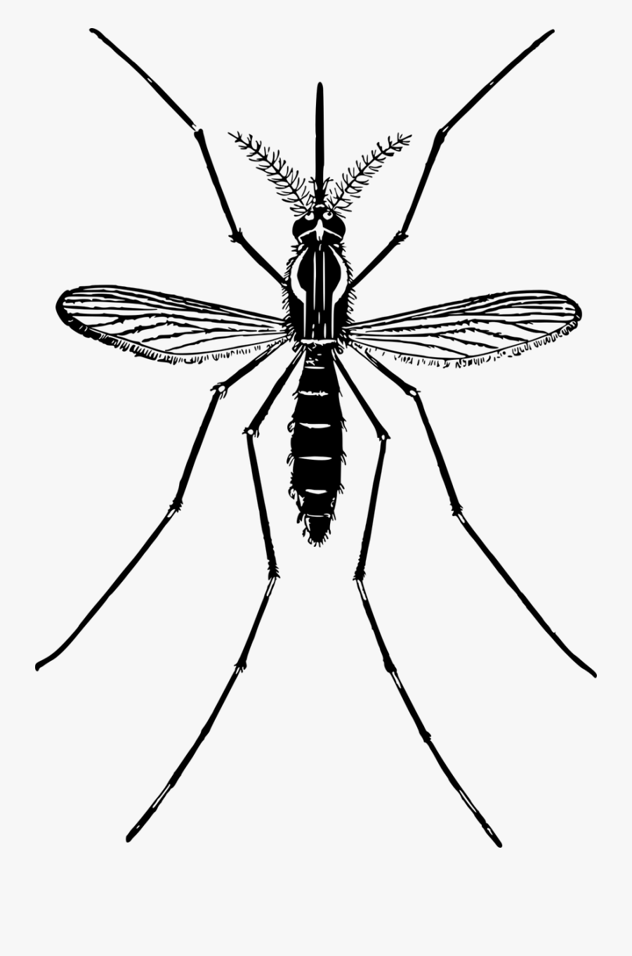 Animal Fly Insect Free Picture - Clip Art Mosquitoes, Transparent Clipart