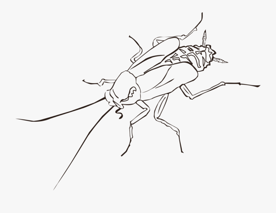 Transparent Mosquito Clipart - Cockroach Easy Drawing Cartoon, Transparent Clipart
