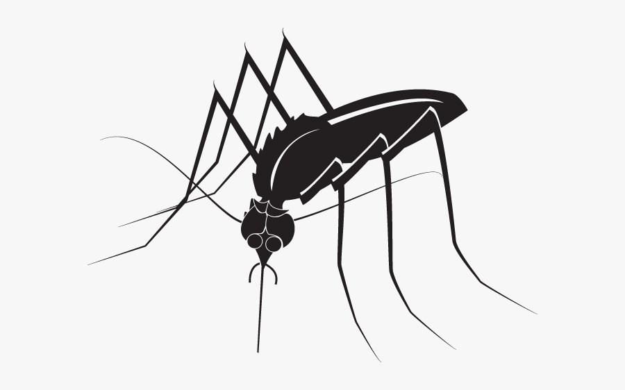 Mosquito, Transparent Clipart