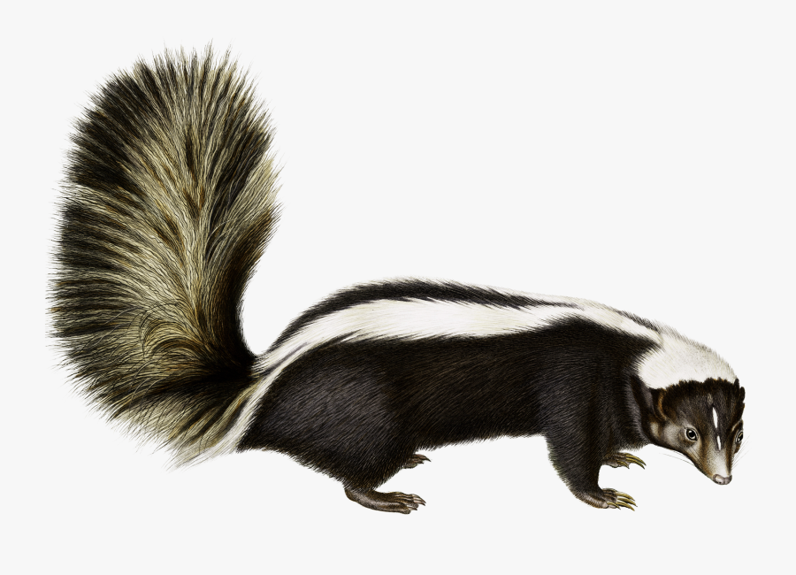 Rodent Animal Fauna Fur Wildlife - Skunk, Transparent Clipart