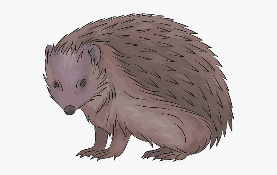Porcupine, Transparent Clipart