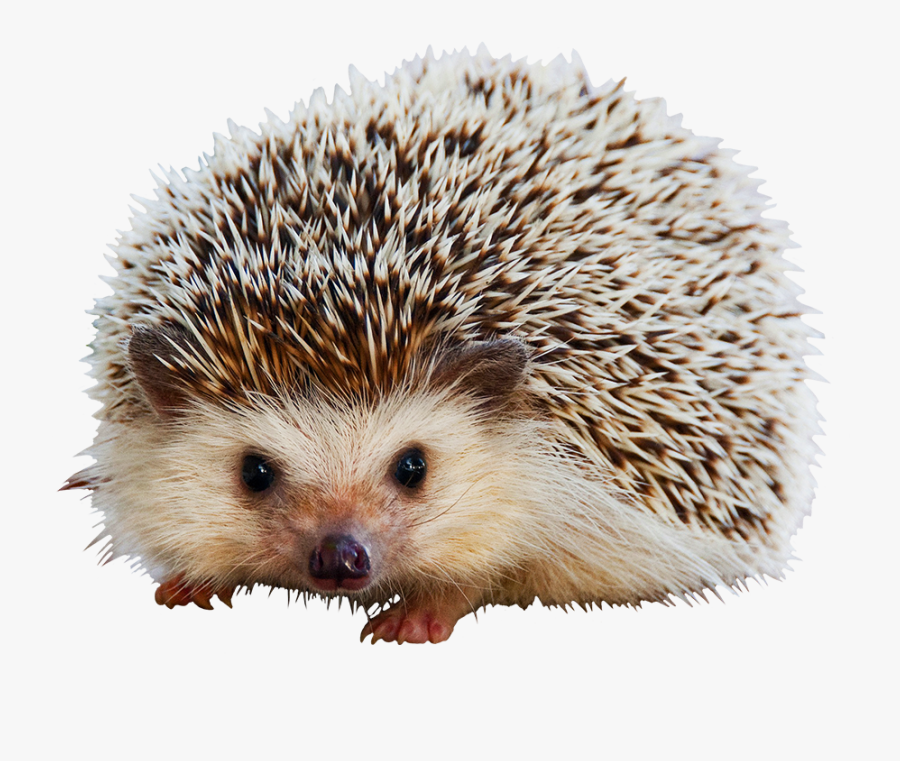 Hedgehog Clipart Cute Animal - Soper Creek Wildlife Rescue Camp, Transparent Clipart