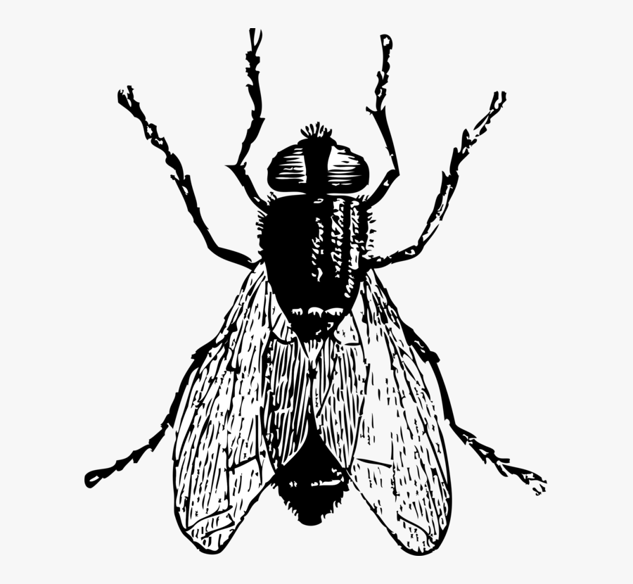 Housefly Insect Drawing Cc0 - Fly Clipart Black And White, Transparent Clipart