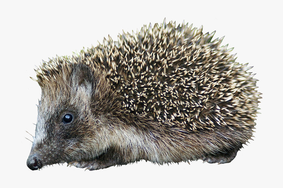 Cut-out Hedgehog Clipart - Domesticated Hedgehog, Transparent Clipart