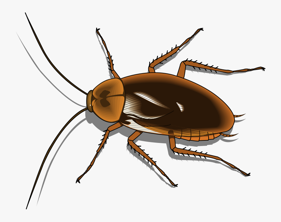 Free Vector Insect - Cockroach Clipart, Transparent Clipart