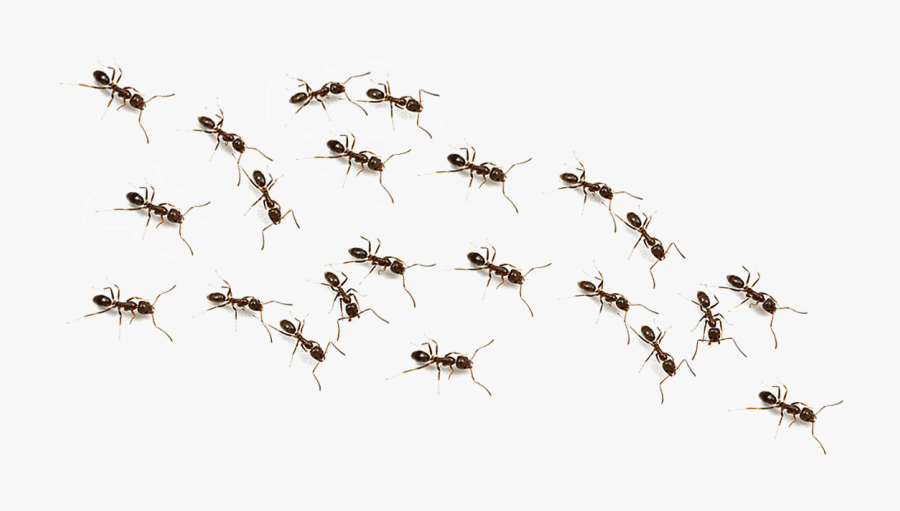 Ants Png Clipart - Transparent Background Ants Png, Transparent Clipart