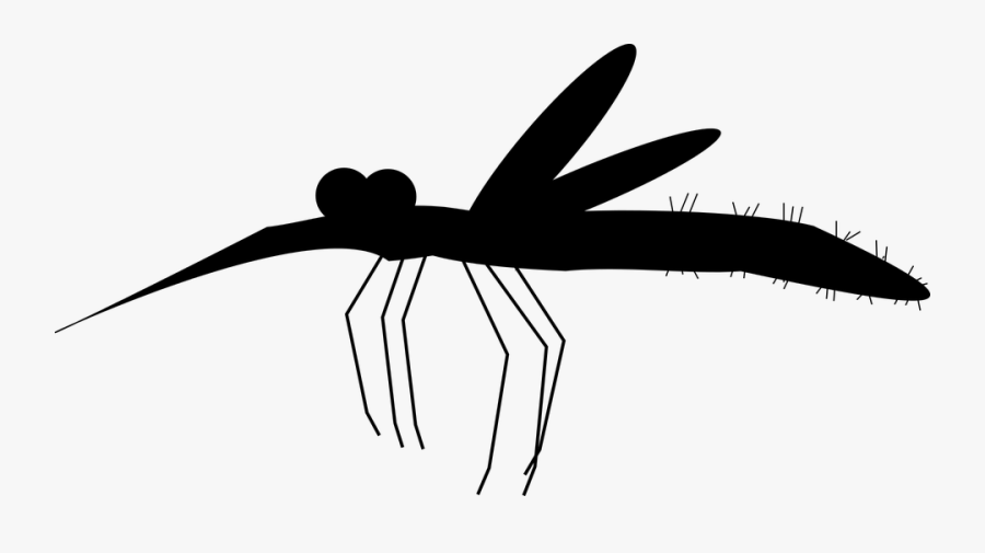 Net-winged Insects, Transparent Clipart